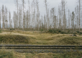 Mountains at National Park Harz Photography Dominik Hellmut Wolf