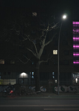 Trees in Berlin, 2025 Photography Dominik Hellmut Wolf