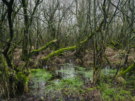 Nordfriesland Photography Dominik Hellmut Wolf