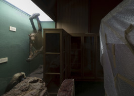 Naturkunde Museum Leipzig, 2018 Photography Dominik Hellmut Wolf Leipzig