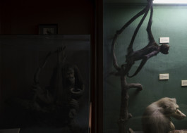 Naturkunde Museum Leipzig, 2018 Photography Dominik Hellmut Wolf Leipzig