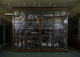 Naturkunde Museum Leipzig, 2018 Photography Dominik Hellmut Wolf Leipzig