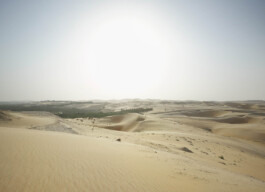 Abu Dhabi—0210-Abu Dhabi-Desert-Liwa Mezairha-Camel Walk Photography Dominik Hellmut Wolf
