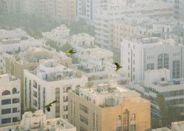 Abu Dhabi—0241-2009-abudhabi-centrum_2009-foto-dominik-wolf Photography Dominik Hellmut Wolf