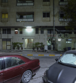 Abu Dhabi—trees—002—Abu Dhabi-fallentree-touristarea—Dominik Wolf Photography Dominik Hellmut Wolf