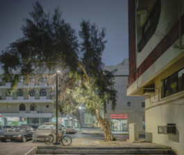 Abu Dhabi—trees—006—1805-Capture–AD Centrum – Foto Dominik Wolf 48—Dominik Wolf Photography Dominik Hellmut Wolf