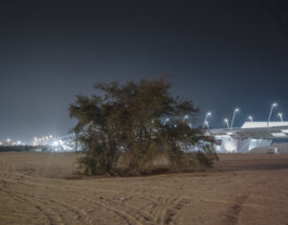 Abu Dhabi—trees—012—Abu Dhabi-tree before zayed bridge—Dominik Wolf Photography Dominik Hellmut Wolf