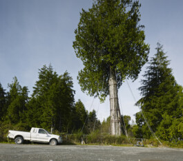 Landschaft—0223-2014-09-12-Canada-Tofino Photography Dominik Hellmut Wolf