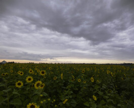 Landschaft—0224-2014-09-12-Sonnenblumen Duebenerheide Photography Dominik Hellmut Wolf
