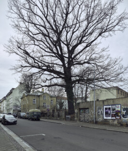 Leipzig—2106-12-Leipzig—Demmering-Strasse—Baum—foto-Dominik-Wolf Photography Dominik Hellmut Wolf