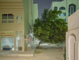 Abu Dhabi – Trees Photography Dominik Hellmut Wolf