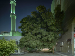 Abu Dhabi – Trees Photography Dominik Hellmut Wolf