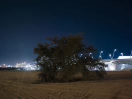 Abu Dhabi – Trees Photography Dominik Hellmut Wolf
